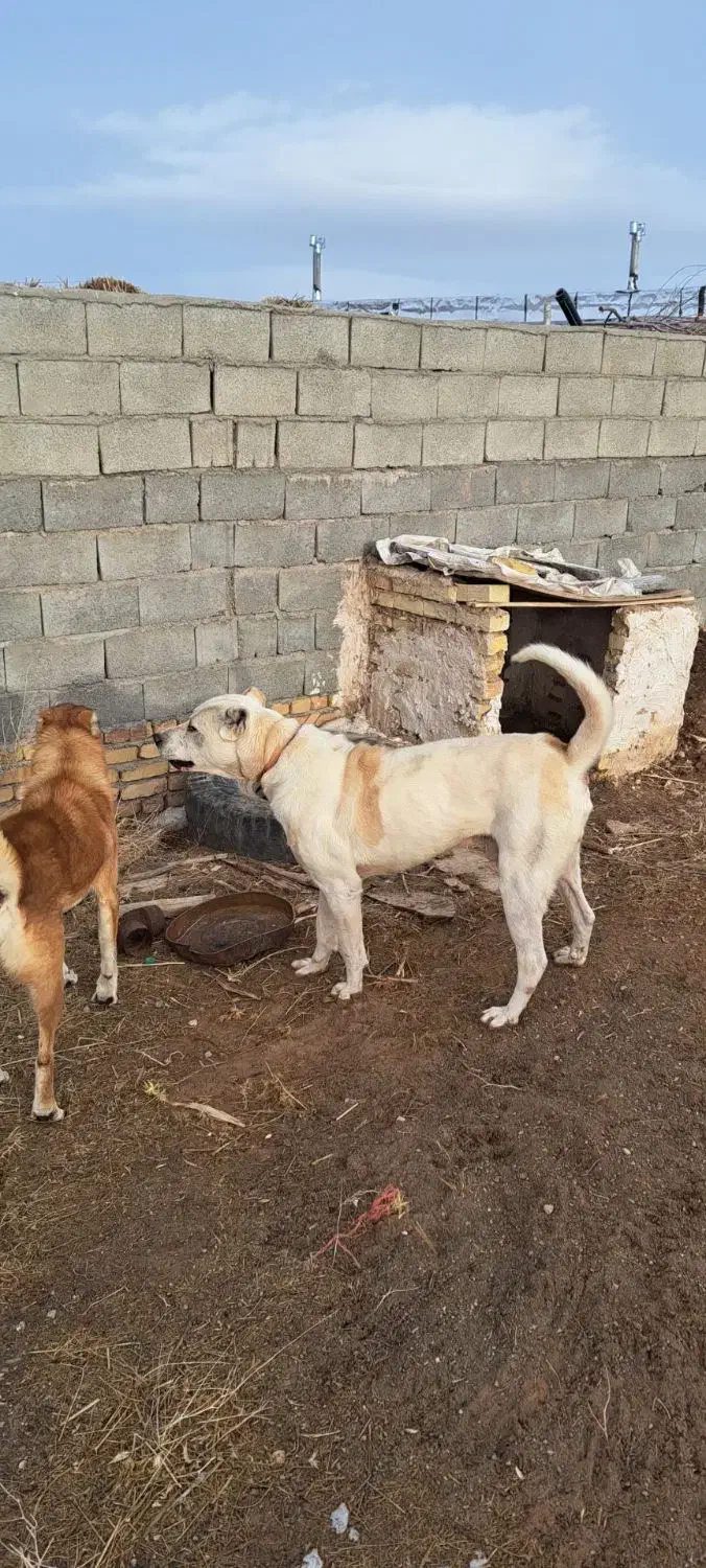 سگ سراب|سگ|سجاس رود, |دیوار