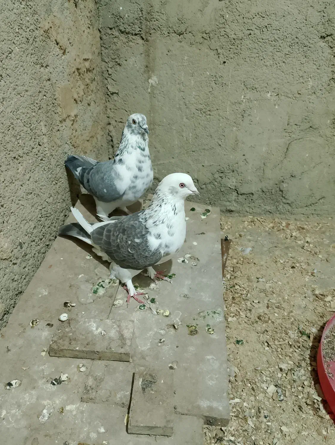 کفتر باخت رفته|حیوانات|تویسرکان, |دیوار