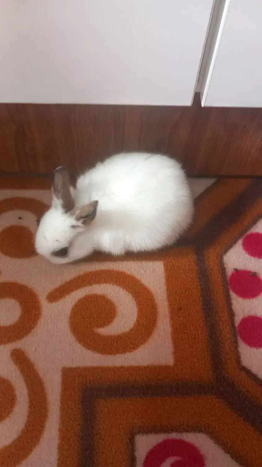 خرگوش مینیاتوری|موش و خرگوش|باقرشهر, |دیوار