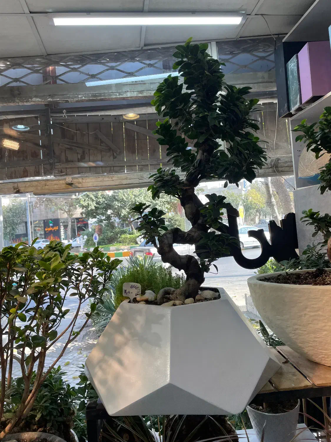 انواع گل و گیاه و بنسای|گل و گیاه طبیعی|مشهد, کوه سنگی|دیوار