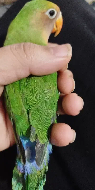 کوتوله برزیلی|پرنده|یاسوج, |دیوار