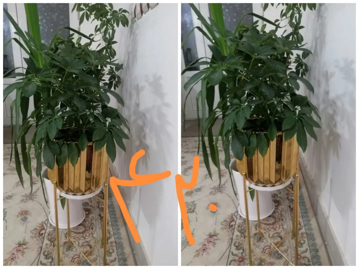 گل،بهترین هدیه روز مادر|گل و گیاه طبیعی|نیشابور, بزرگمهر|دیوار