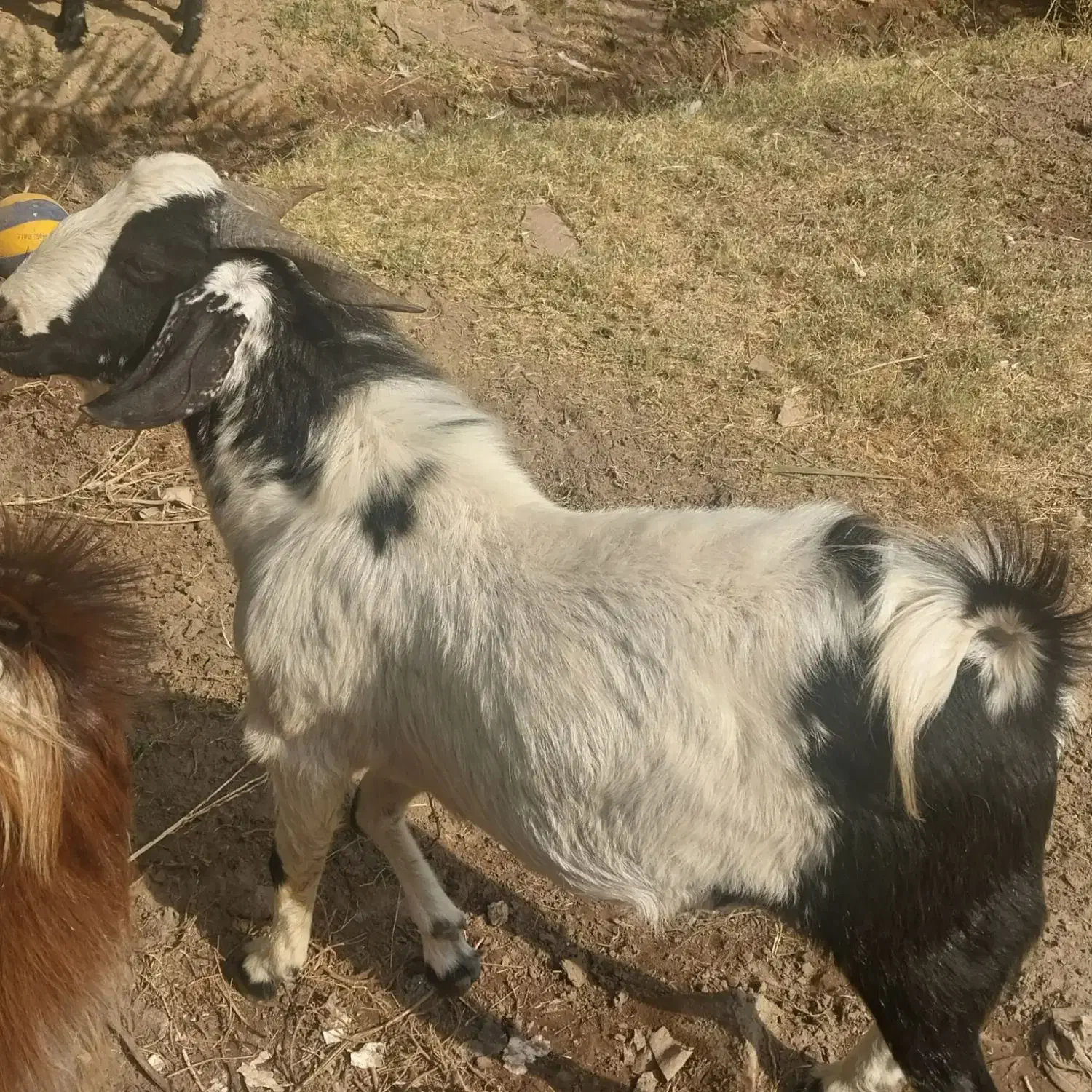 چند راس نری بزرگ فروشی|حیوانات مزرعه|گنبکی, |دیوار