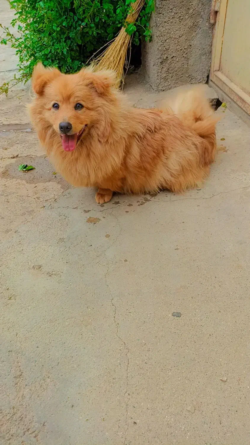 سگ خرسی پامرا|سگ|شاهین دژ, |دیوار