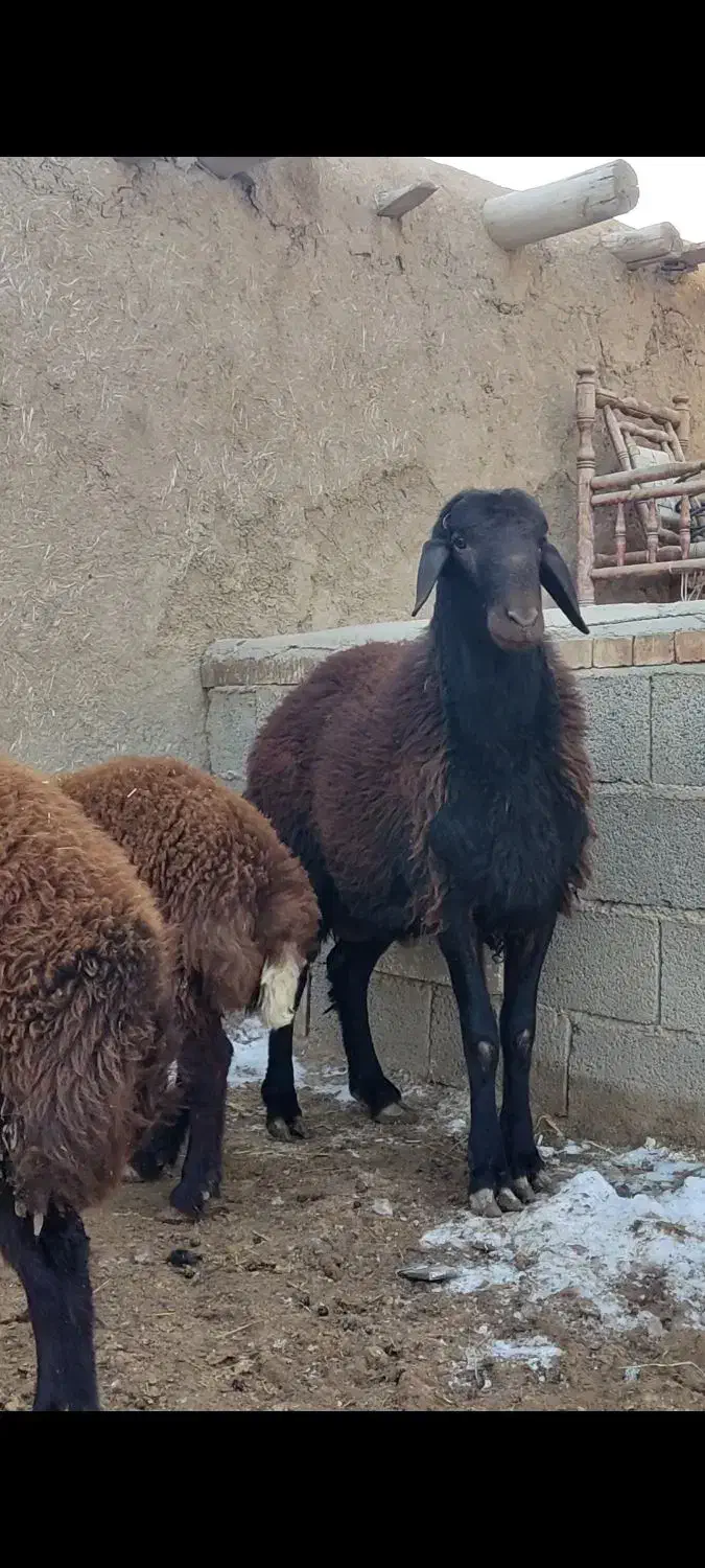 قوچ|حیوانات مزرعه|صوفیان, |دیوار