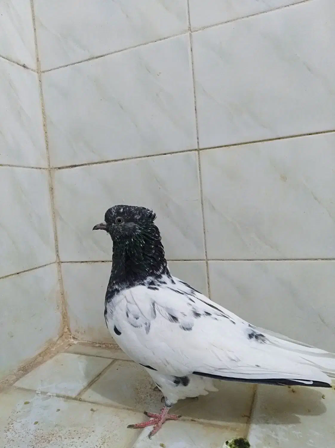 کفتر کله سیاه نر|پرنده|مشهد, شاهد (شهرک غرب)|دیوار