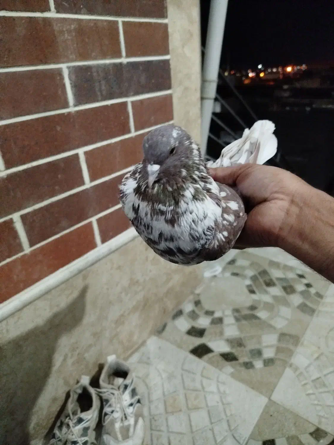 کبوتر پرشی|پرنده|بافت, |دیوار