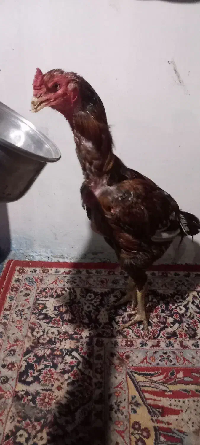 خروس ومرغ|حیوانات مزرعه|رضوانشهر, |دیوار