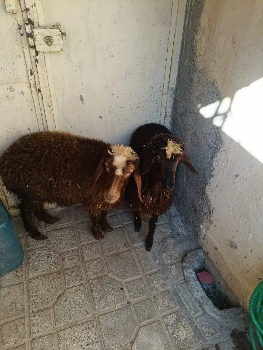 2راس بره ماده سالم سرحال جفتی 19 ملیون|حیوانات مزرعه|مریوان, |دیوار