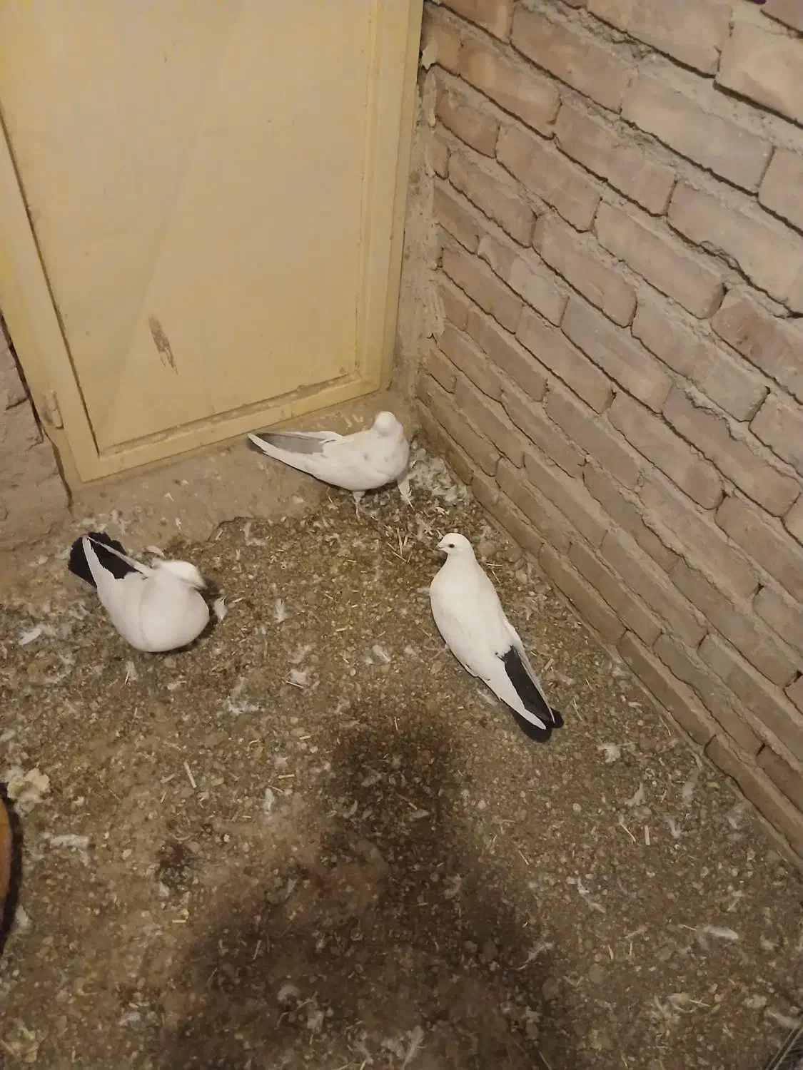 کبوتر|پرنده|ایلخچی, |دیوار