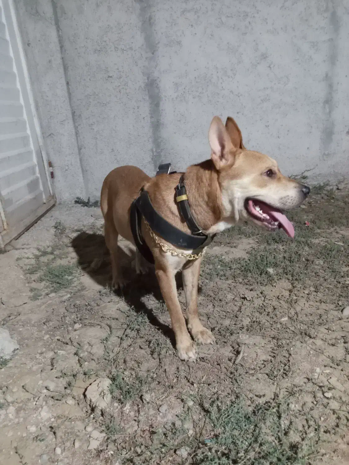 سگ دیانگورد آرژانتین پیتوبل|سگ|تولم شهر, |دیوار