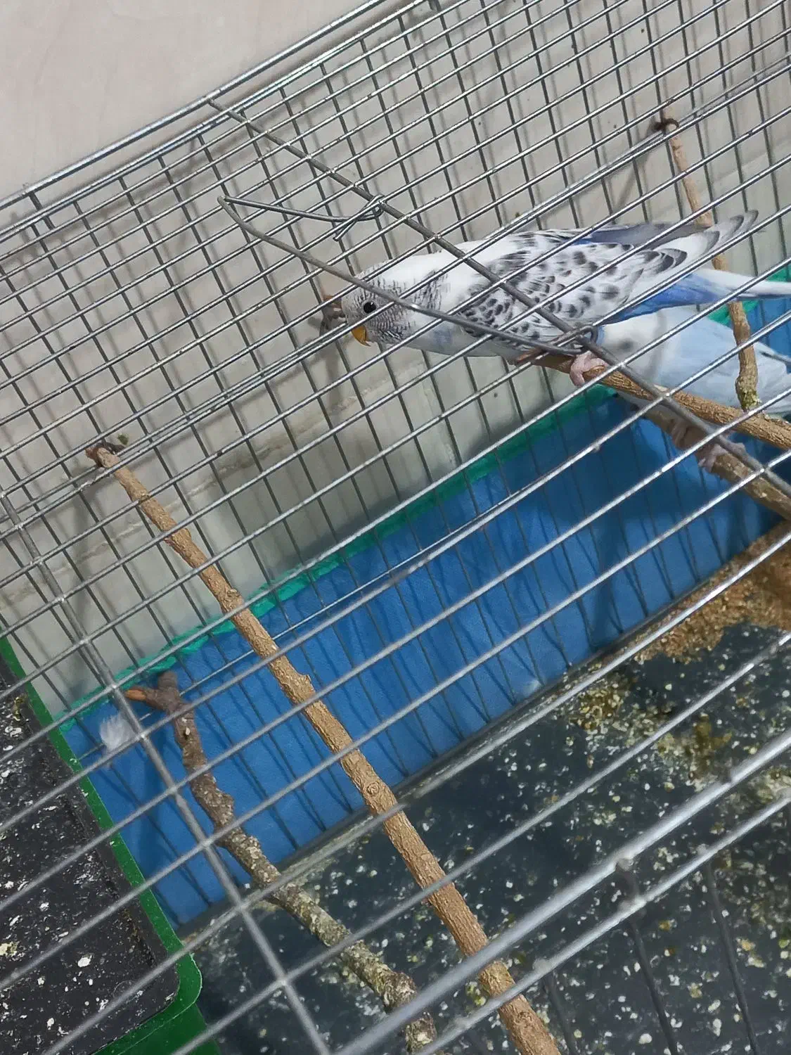 مرغ عشق بالغ|پرنده|فهرج, |دیوار