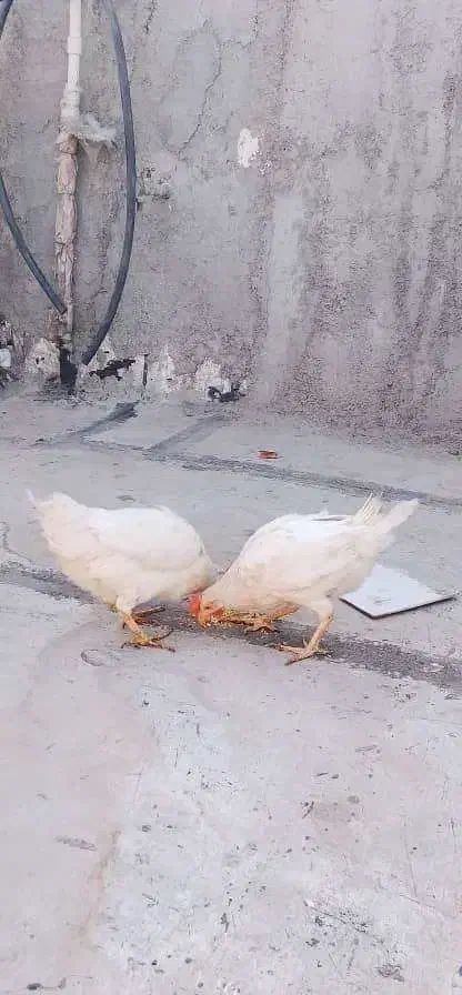 مرغ تخم گذار|حیوانات مزرعه|نسیمشهر, |دیوار