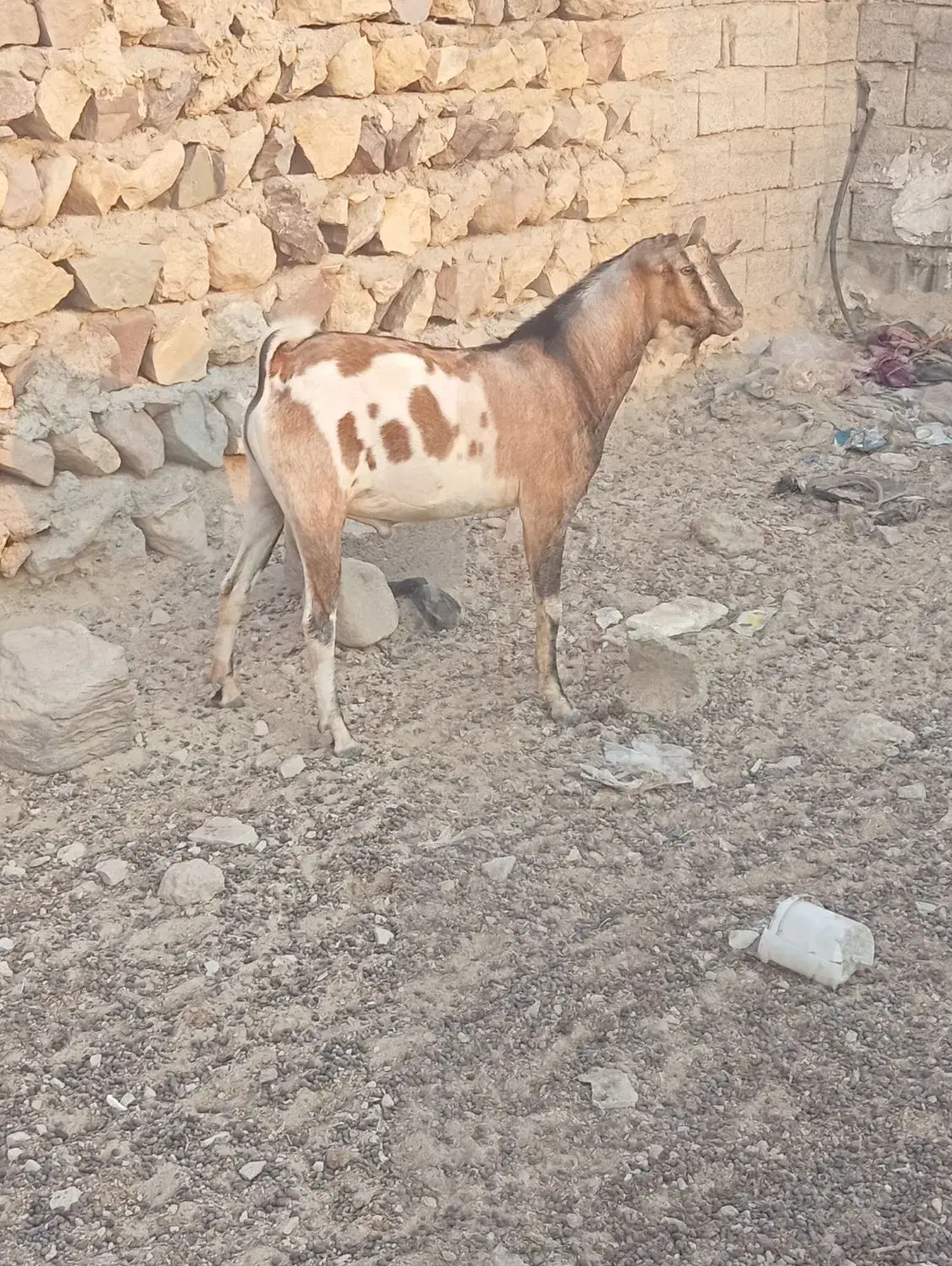 فروش کهر نر چاق مخصوص داشت و قصابی|حیوانات مزرعه|بندرلنگه, |دیوار