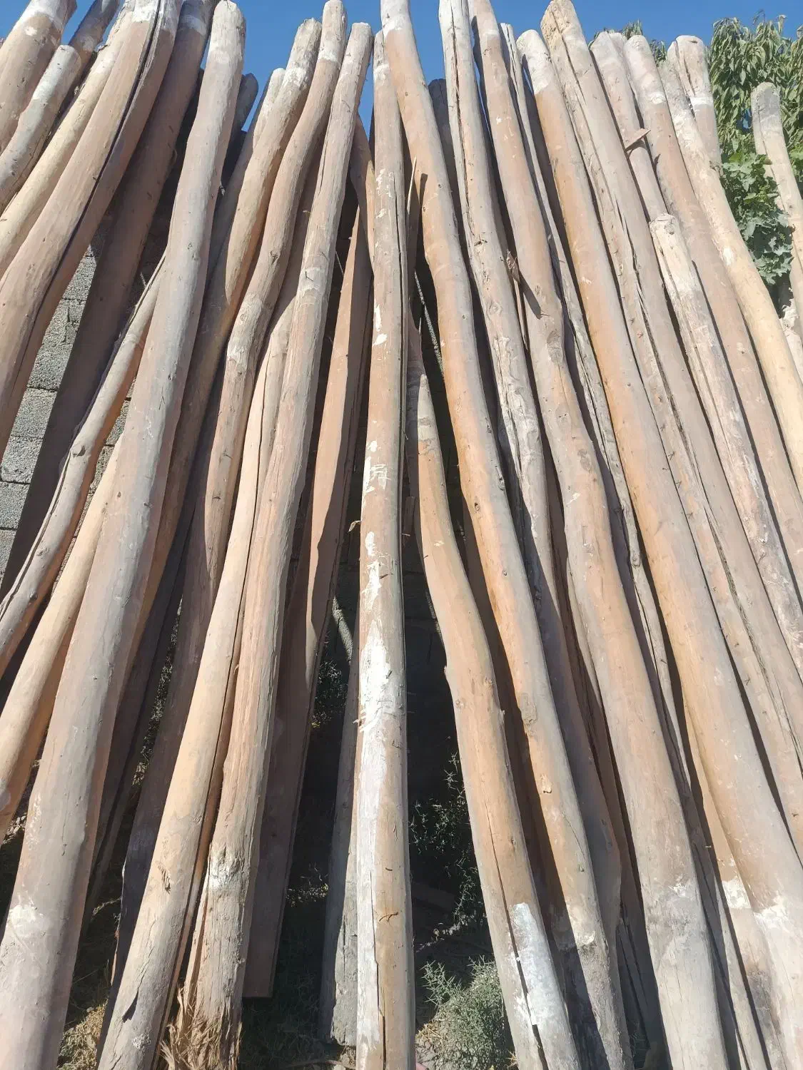 خریدفروش انوع چوب گردو،چنار،میوه،تیرچوب|خدمات باغبانی و درختکاری|کنگاور, |دیوار