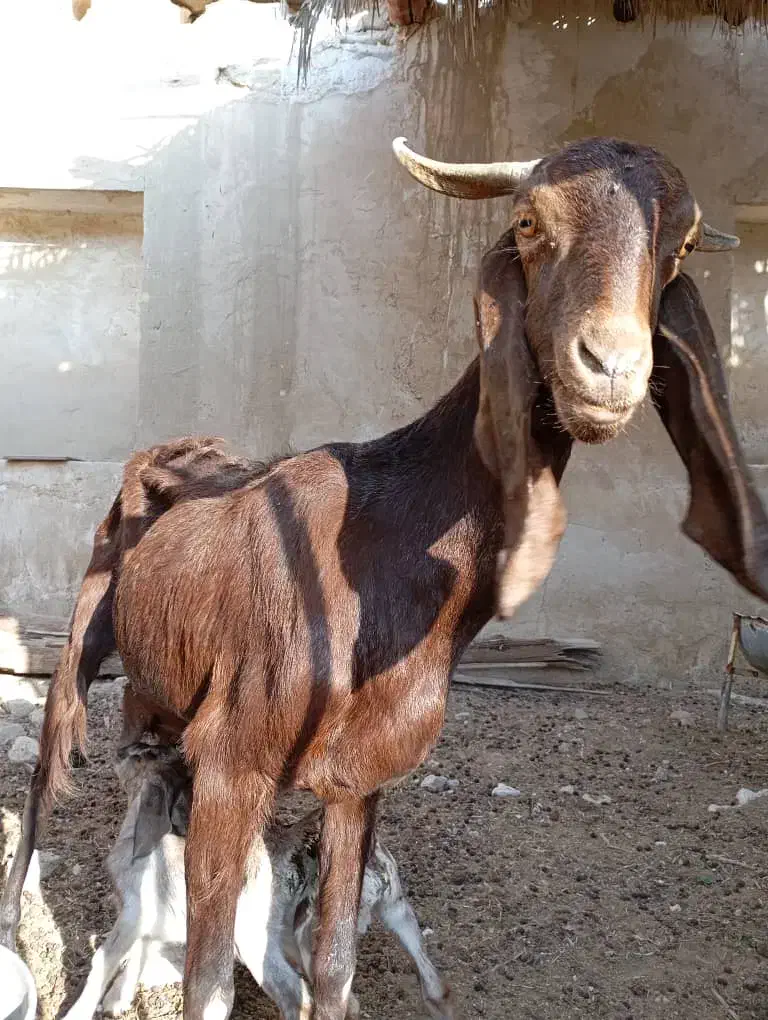 بز پاکستانی|حیوانات مزرعه|چغادک, |دیوار