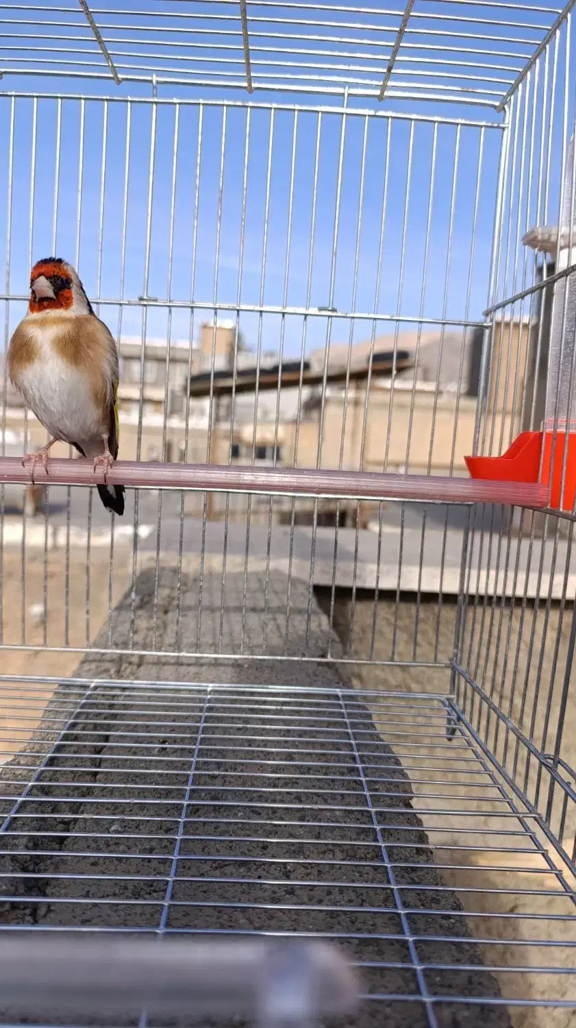 سهره باغی سر|پرنده|سنندج, |دیوار