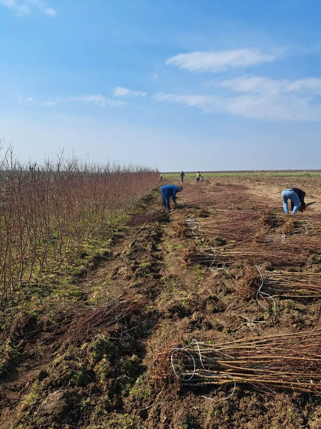 نهال شلیل رد گلد مغان|خدمات باغبانی و درختکاری|اردبیل, |دیوار