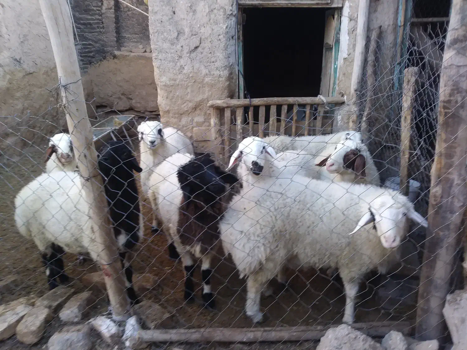 بره نر|حیوانات مزرعه|خمین, |دیوار