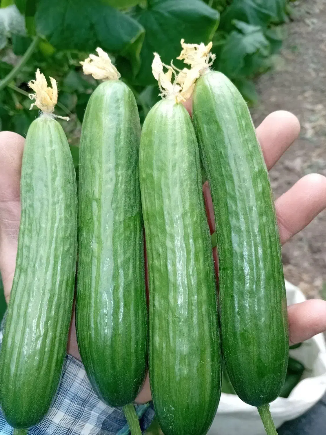 خیار ب قیمت مزرعه،شویدخشک وسبزی قرمه خوردشده|خوردنی و آشامیدنی|شریفآباد, |دیوار