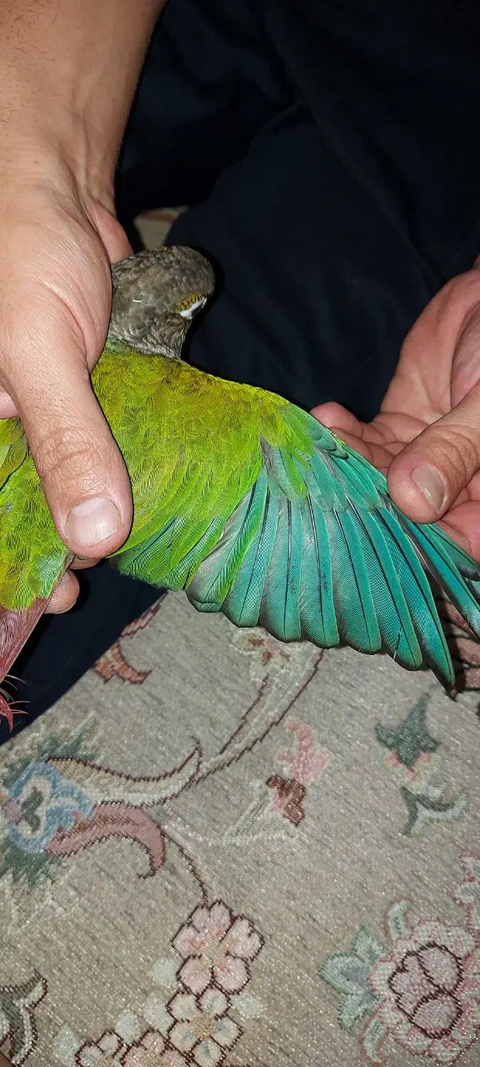 طوطی گیرینچیک|پرنده|ملارد, |دیوار