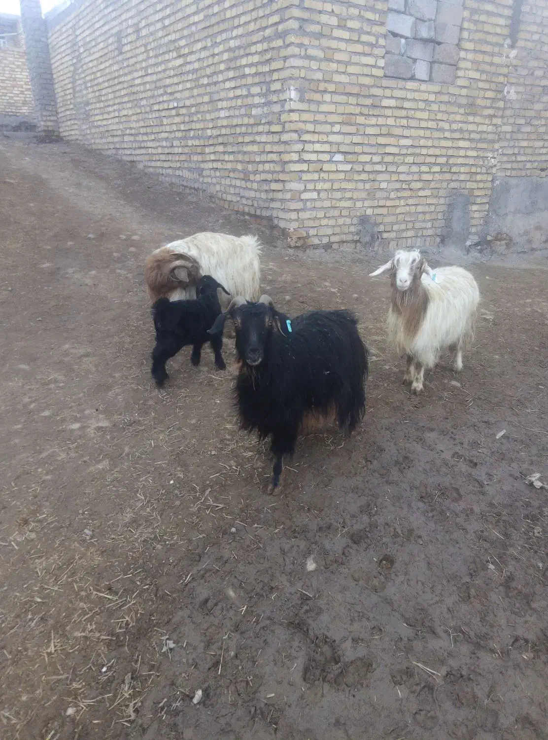 سه تا بزخوب|حیوانات مزرعه|قره پشتلو, |دیوار