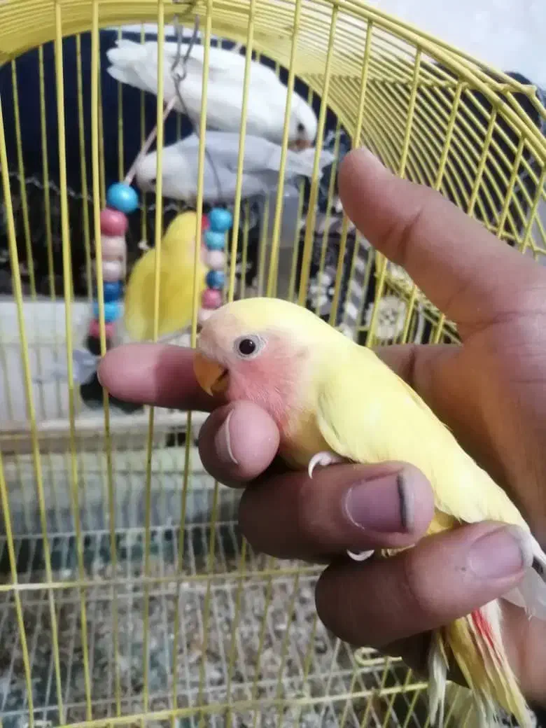 جوجه کوتوله|پرنده|فسا, |دیوار