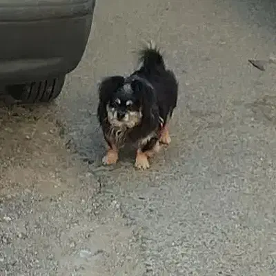 واگذاری سگ پامر و میکس پامر|سگ|پرند, فاز ۵|دیوار