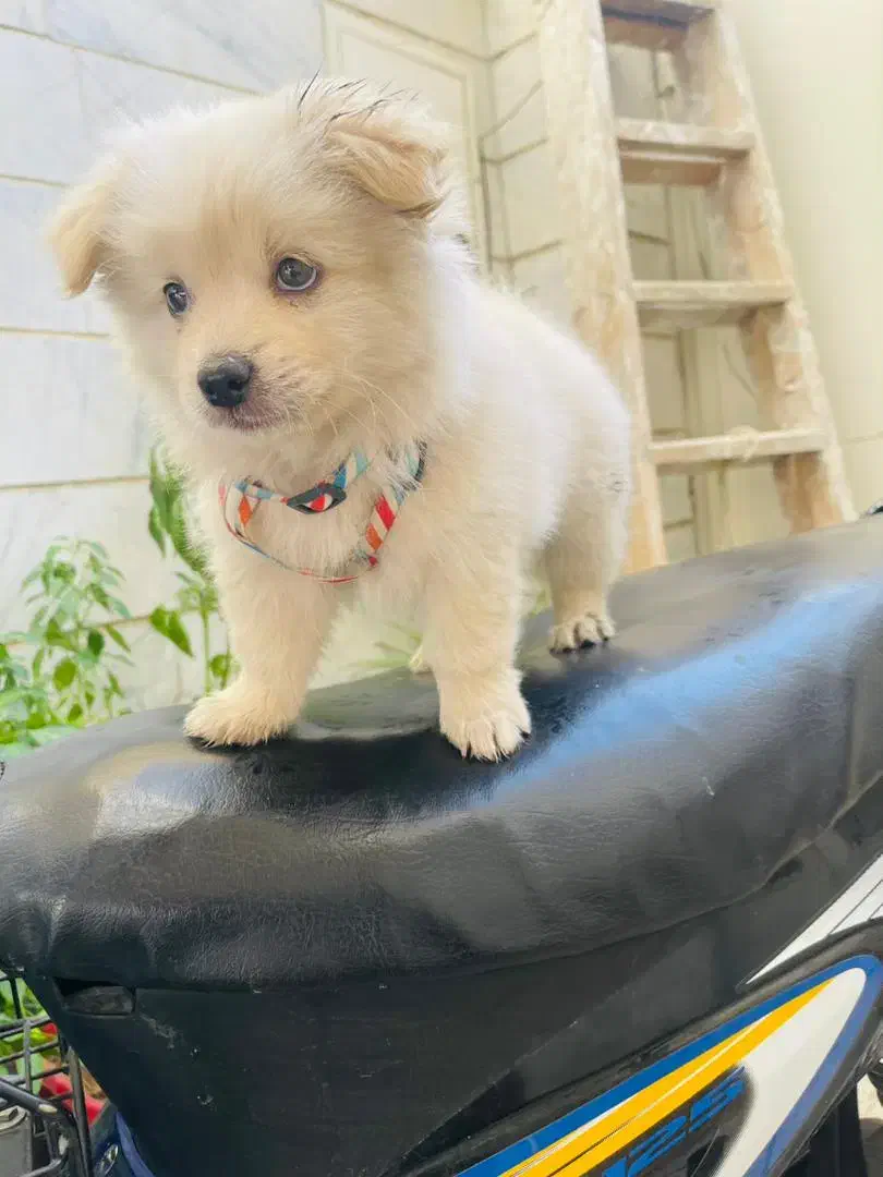 سگ پامنرین|سگ|قدس, شهرک فرزان|دیوار