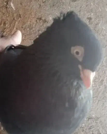 گمشده|پرنده|مسجد سلیمان, |دیوار