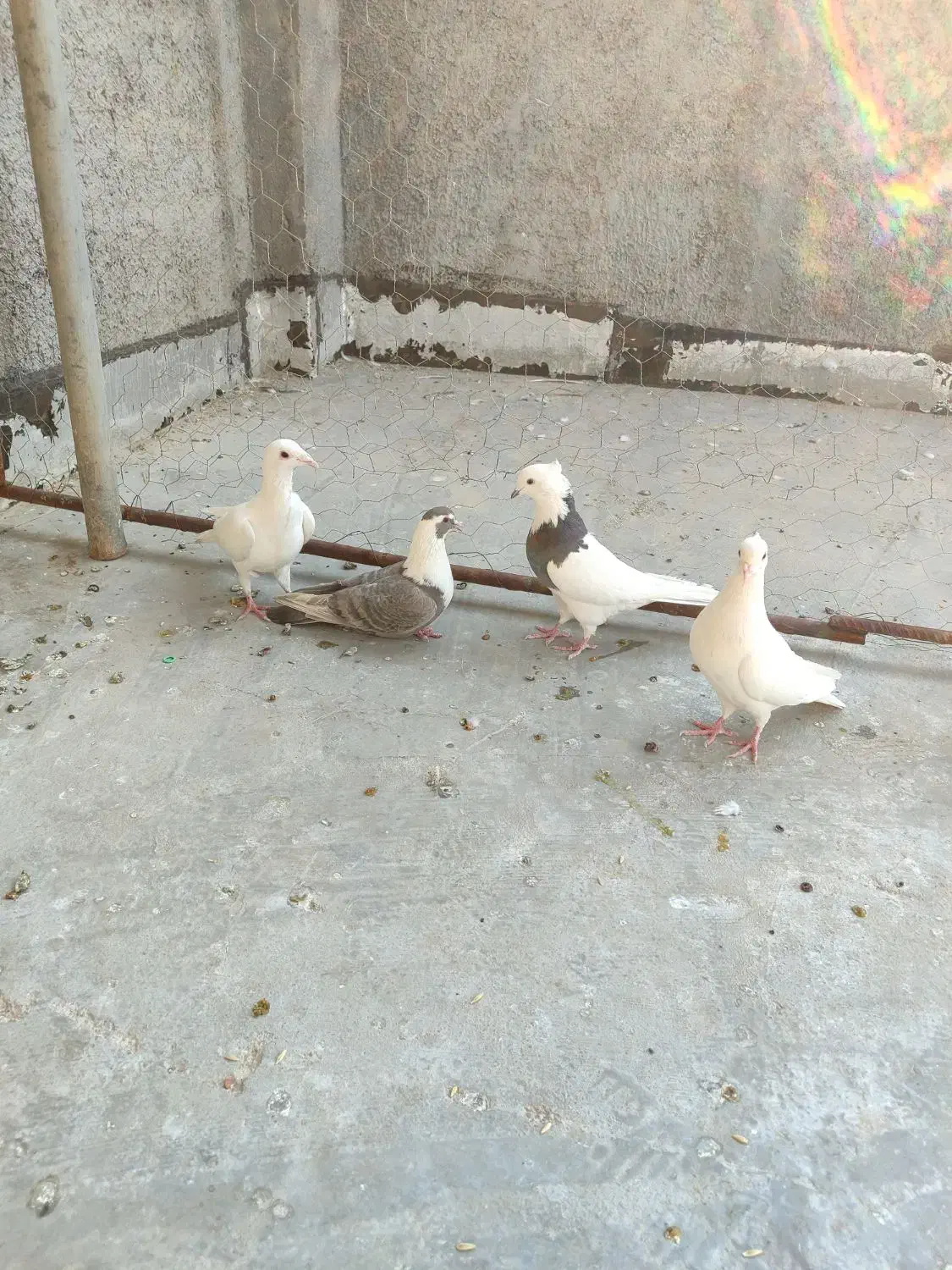 کبوتر|پرنده|شیراز, شهرک گلها|دیوار