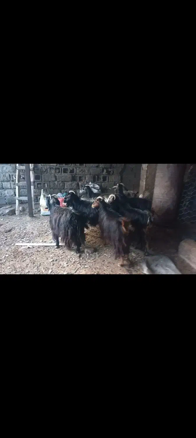 بز بزغاله چپش|حیوانات مزرعه|پلدختر, |دیوار