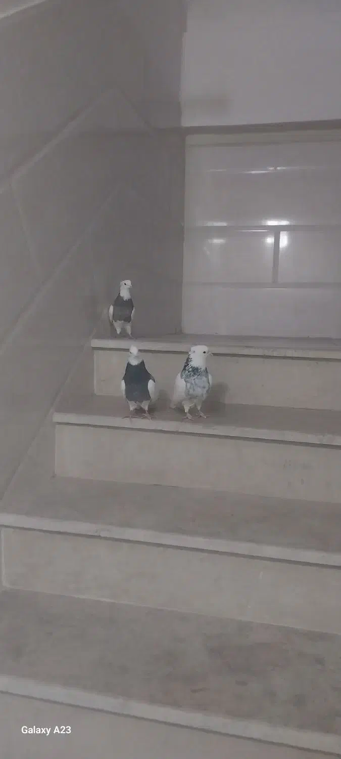 طوقی|پرنده|قیدار, |دیوار