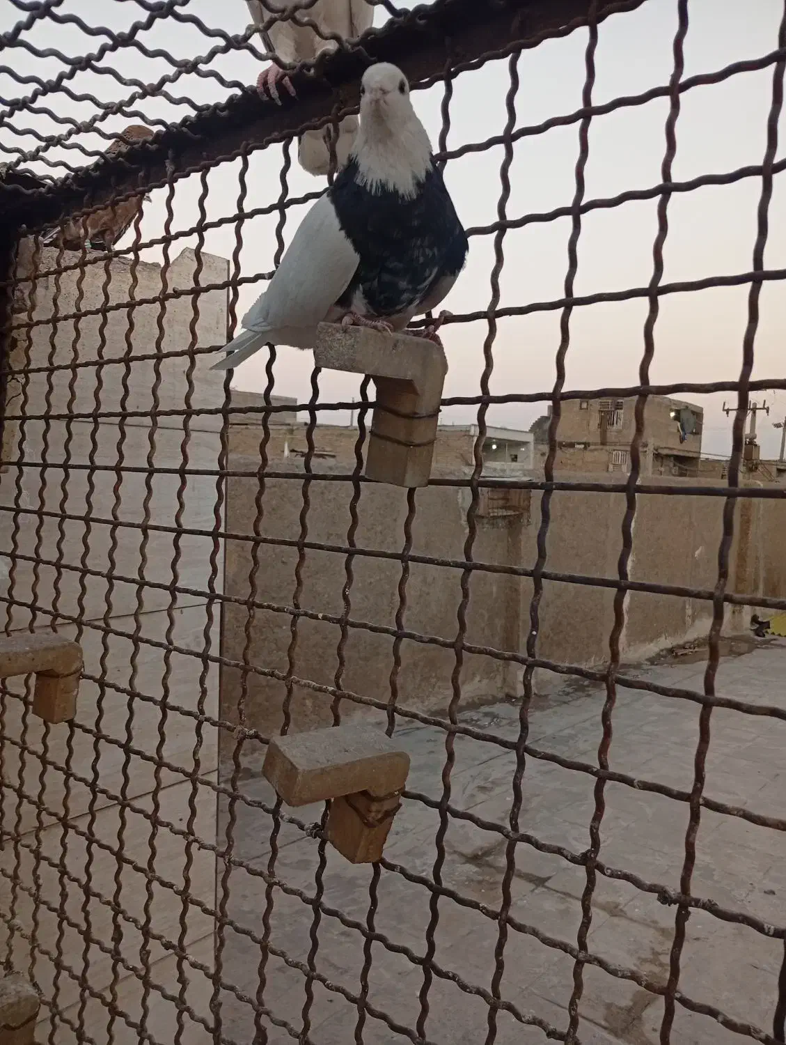 کفتر طوقی|پرنده|اهواز, منبع اب|دیوار