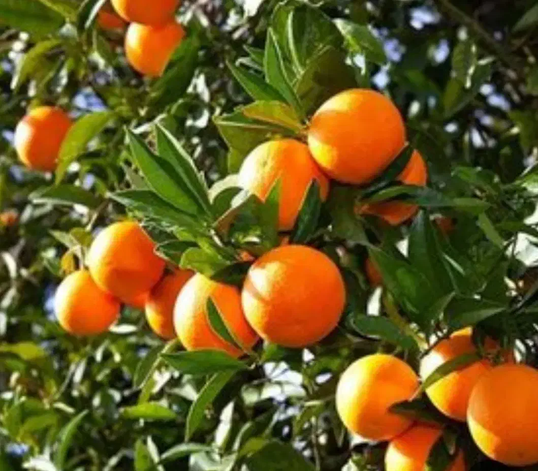 پرتقال تامسون فروشی|خوردنی و آشامیدنی|کلاچای, |دیوار