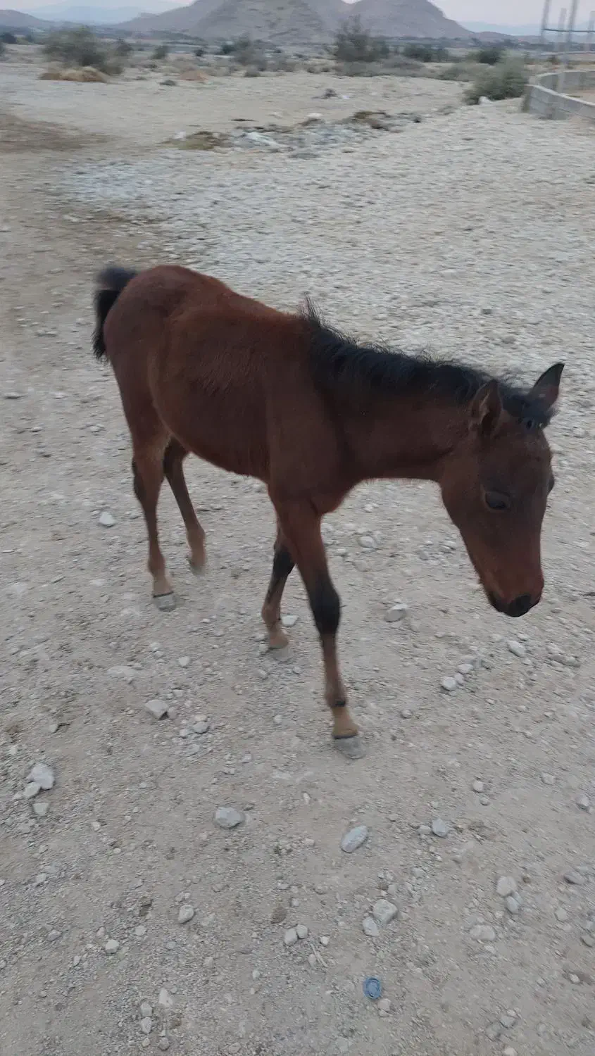 کره مادیان پونی|اسب و تجهیزات اسب‌سواری|داراب, |دیوار