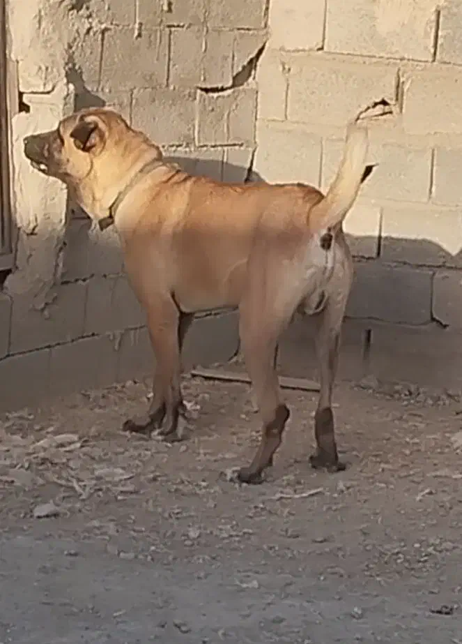 مجموعه سرابی آذربایجان|سگ|تبریز, |دیوار