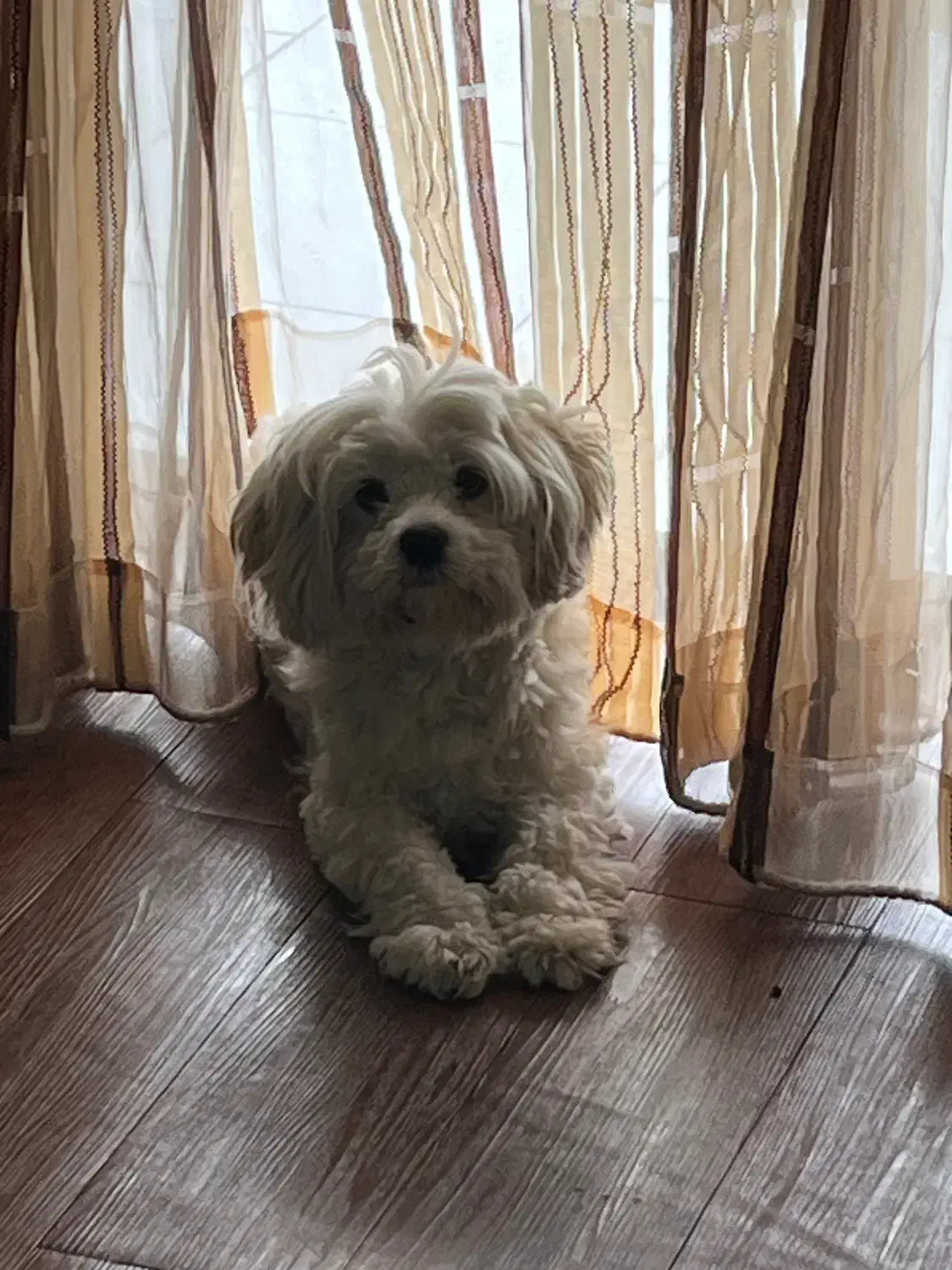 سگ پاکوتاه|سگ|تالش, هشتپر|دیوار