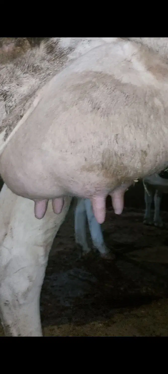 گاو شیری با بز معاوضه دارم|حیوانات مزرعه|ایلام, |دیوار