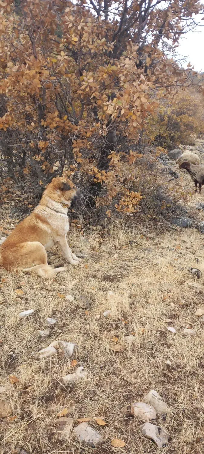 سگ نگهبان|سگ|گهواره, |دیوار