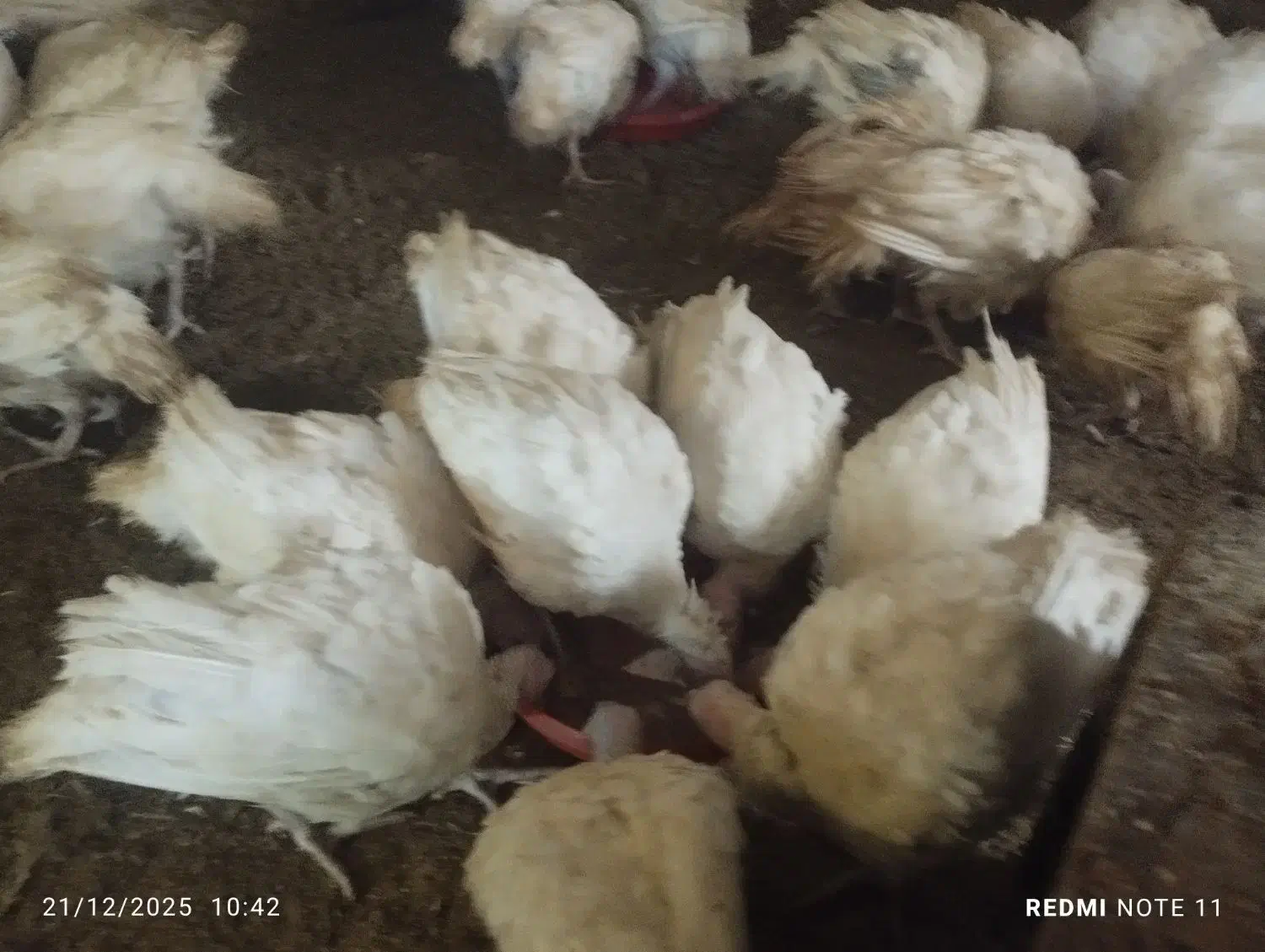 بوقلمون|حیوانات مزرعه|اهر, |دیوار