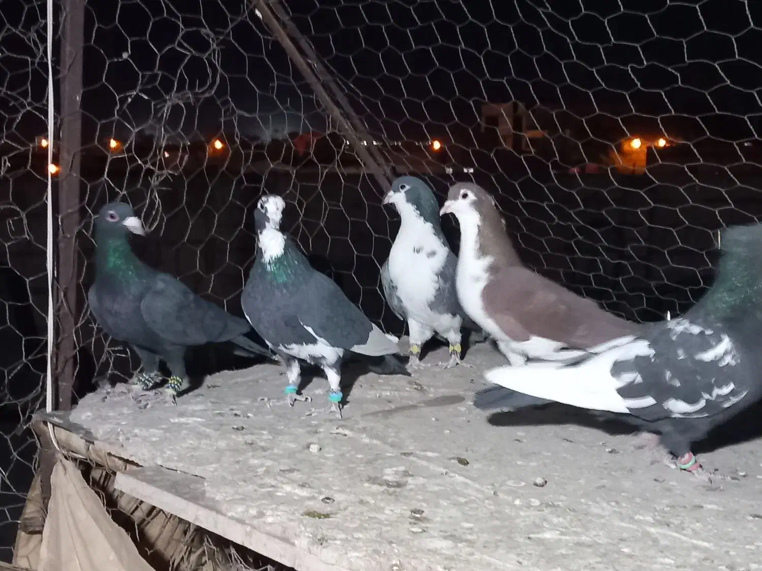 ۵ عدد کبوتر|پرنده|رفسنجان, |دیوار