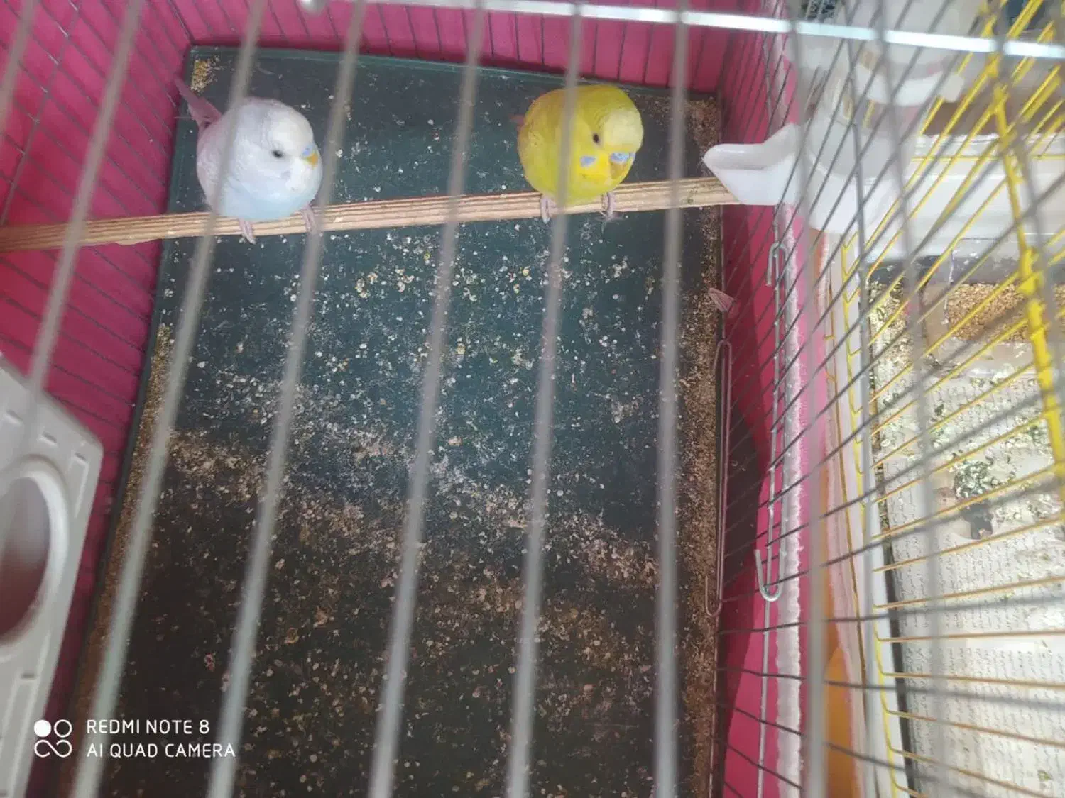 مرغ عشق|پرنده|اصفهان, شهرک میلاد|دیوار