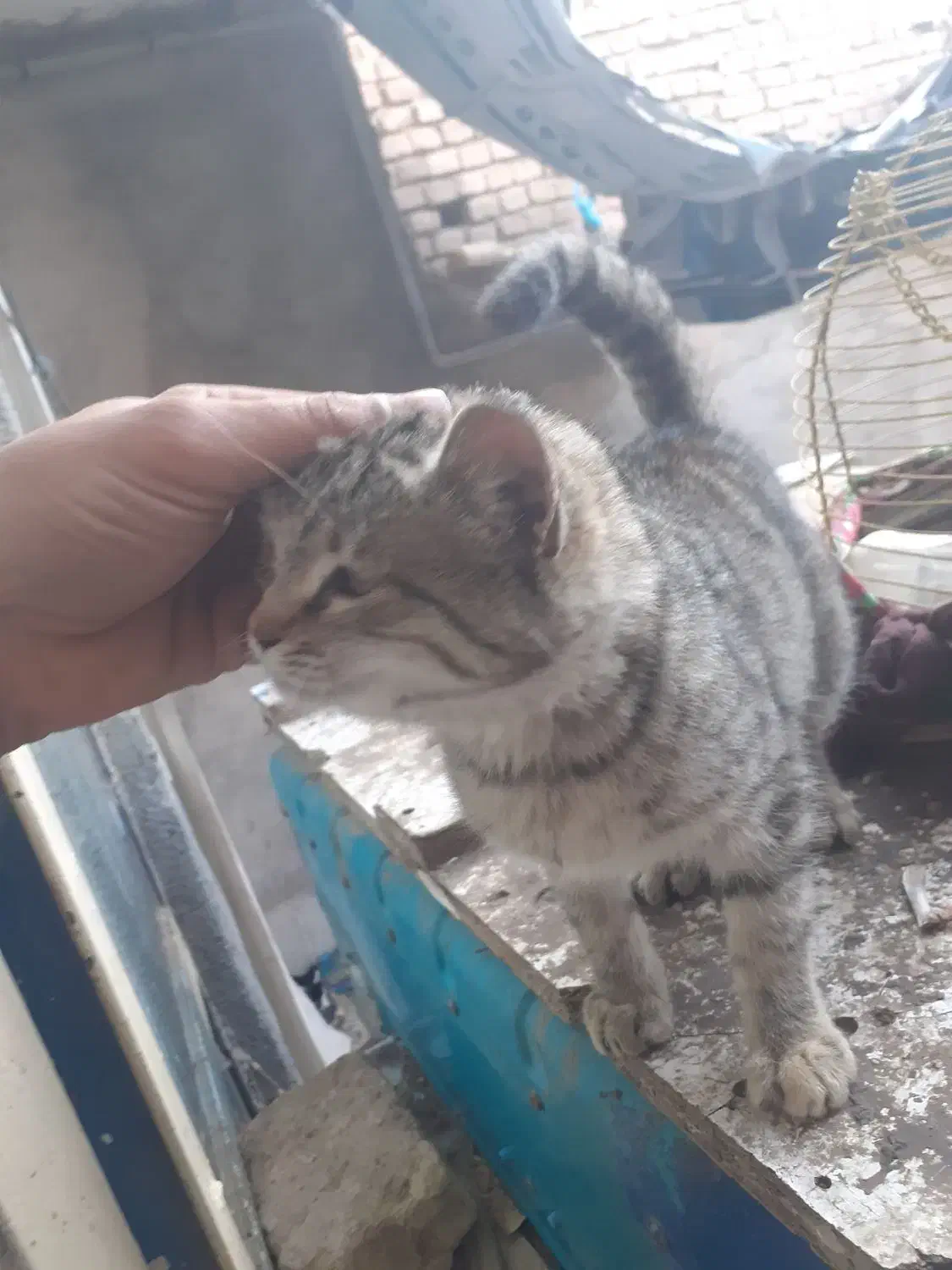 گربه|گربه|سبزوار, قصبه غربی|دیوار