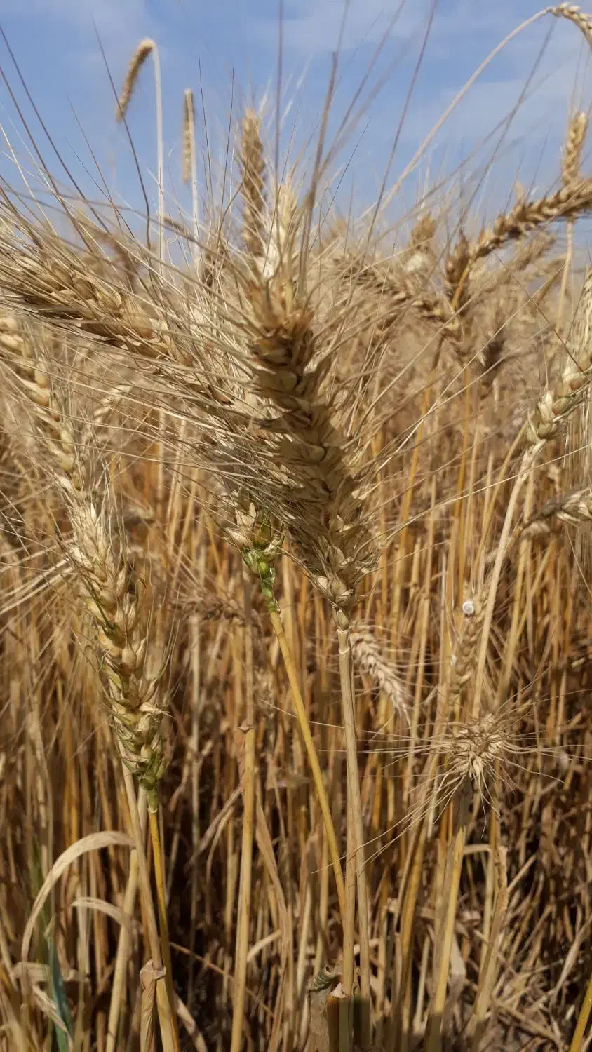 گندم بذری رقم احسان  N 8720 گندم قرمز|عمده‌فروشی|مینودشت, |دیوار