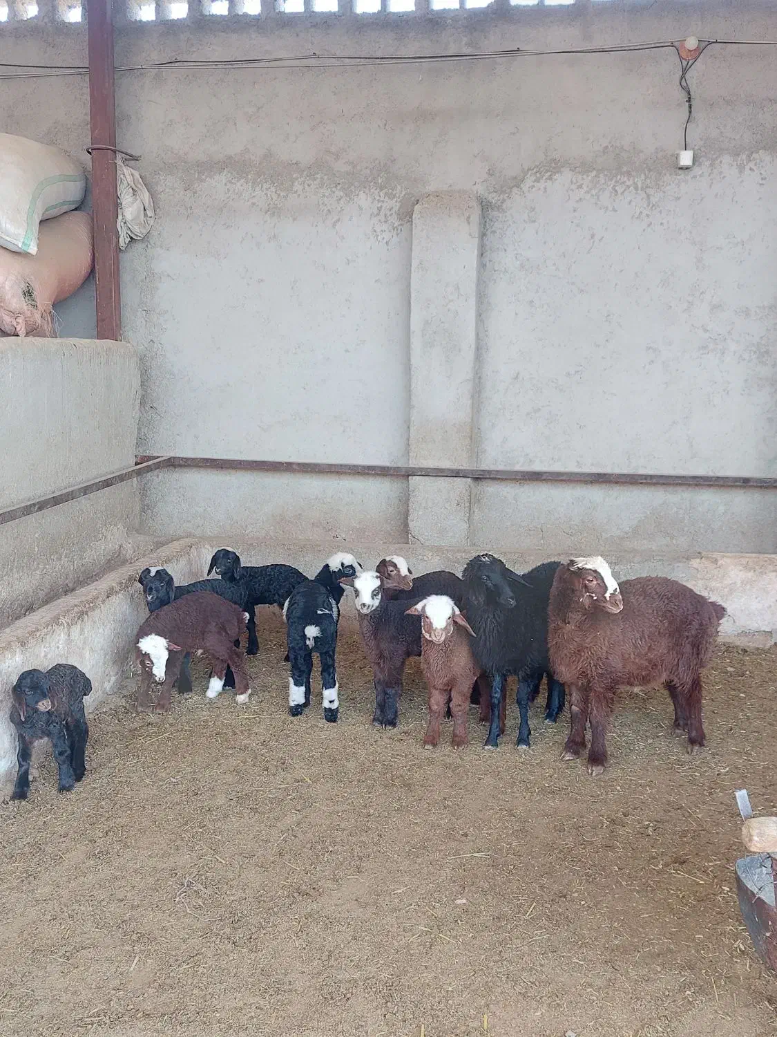 فروش ۱۳ راس میش داشتی بره دار در فیروزاباد|حیوانات مزرعه|فیروزآباد (فارس), |دیوار