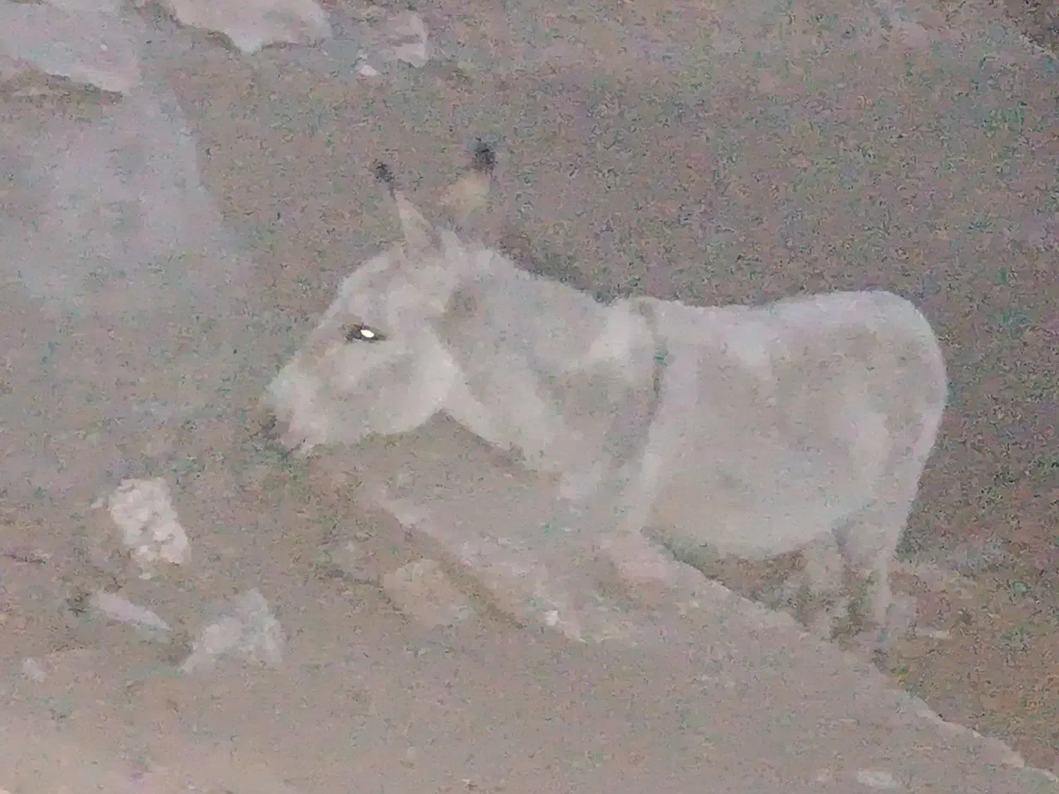 خر گلگی،نر،سرحال،سالم|حیوانات مزرعه|نهبندان, |دیوار