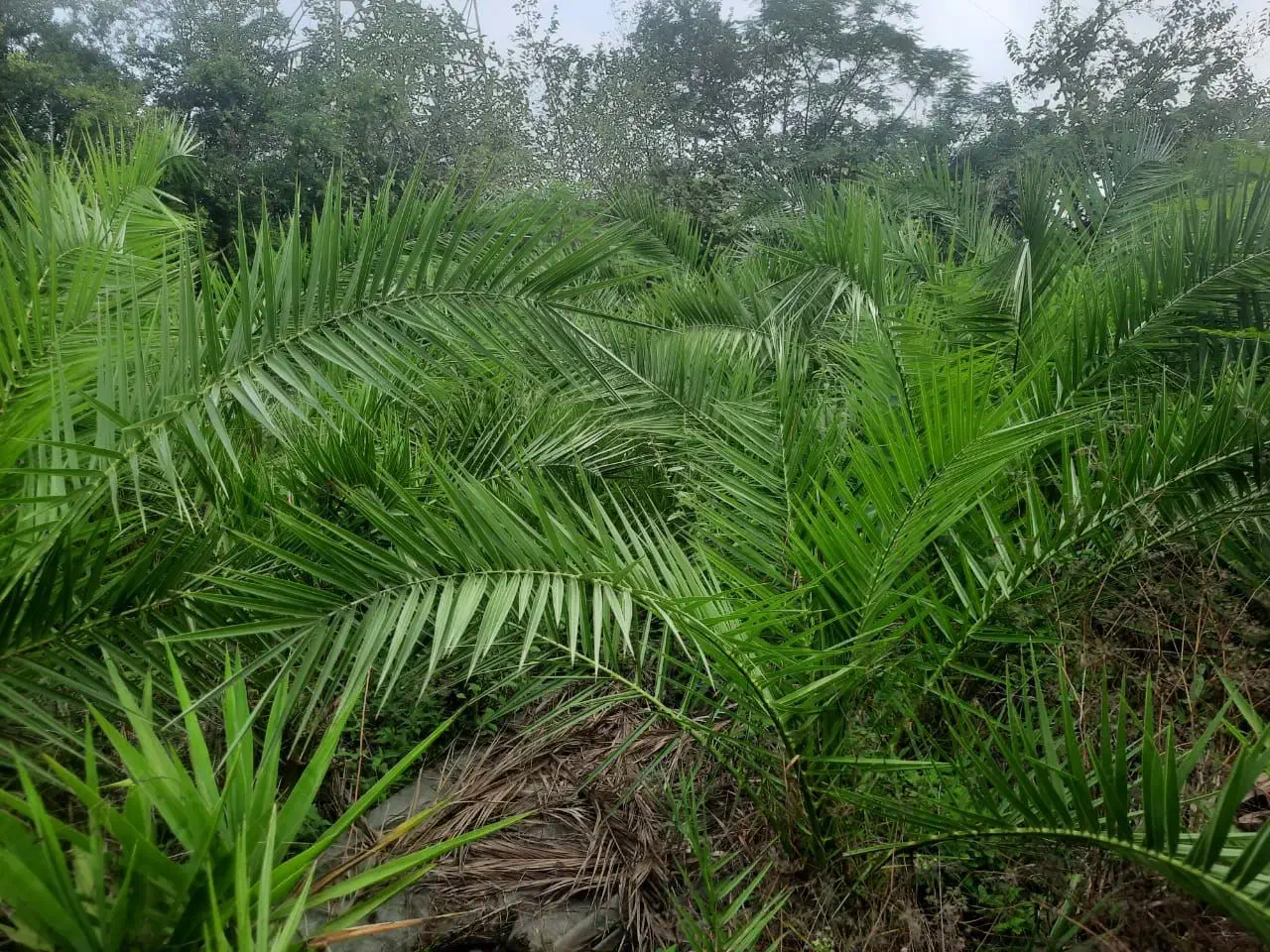 فینیکس|گل و گیاه طبیعی|رامسر, |دیوار