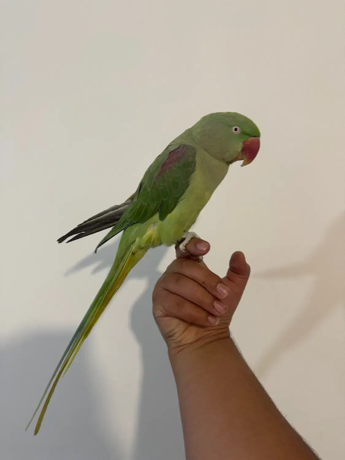 شاه طوطی اسکندر دستی|پرنده|بومهن, |دیوار