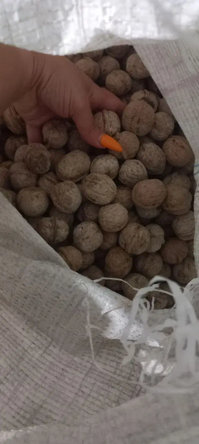 گردو محلی منطقه فیروزکوه زرین دشت|خوردنی و آشامیدنی|فیروزکوه, |دیوار